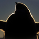 Illustration for article titled This Extinct Penguin Was the Best Animal To Waddle the Earth